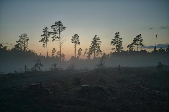 Land Gap Brief Press Release: Researchers call for the COP28 Global Stocktake to address the Land Gap