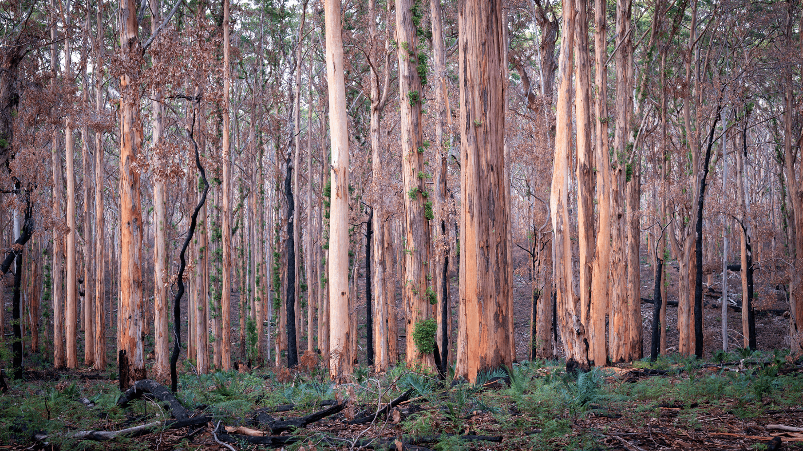 Deforested rainforest