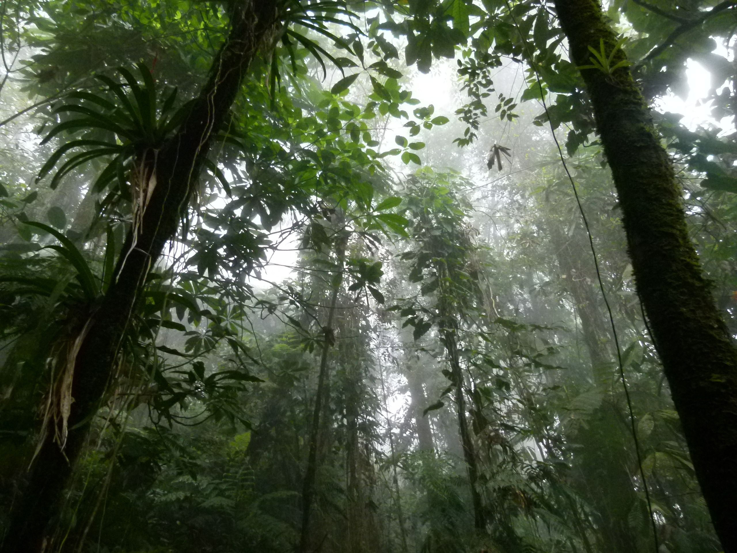 Dense rainforest