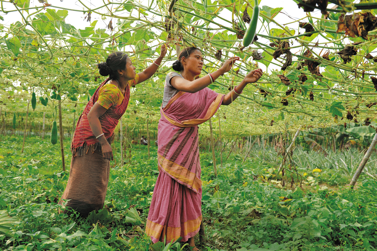 Two women picking vegetables