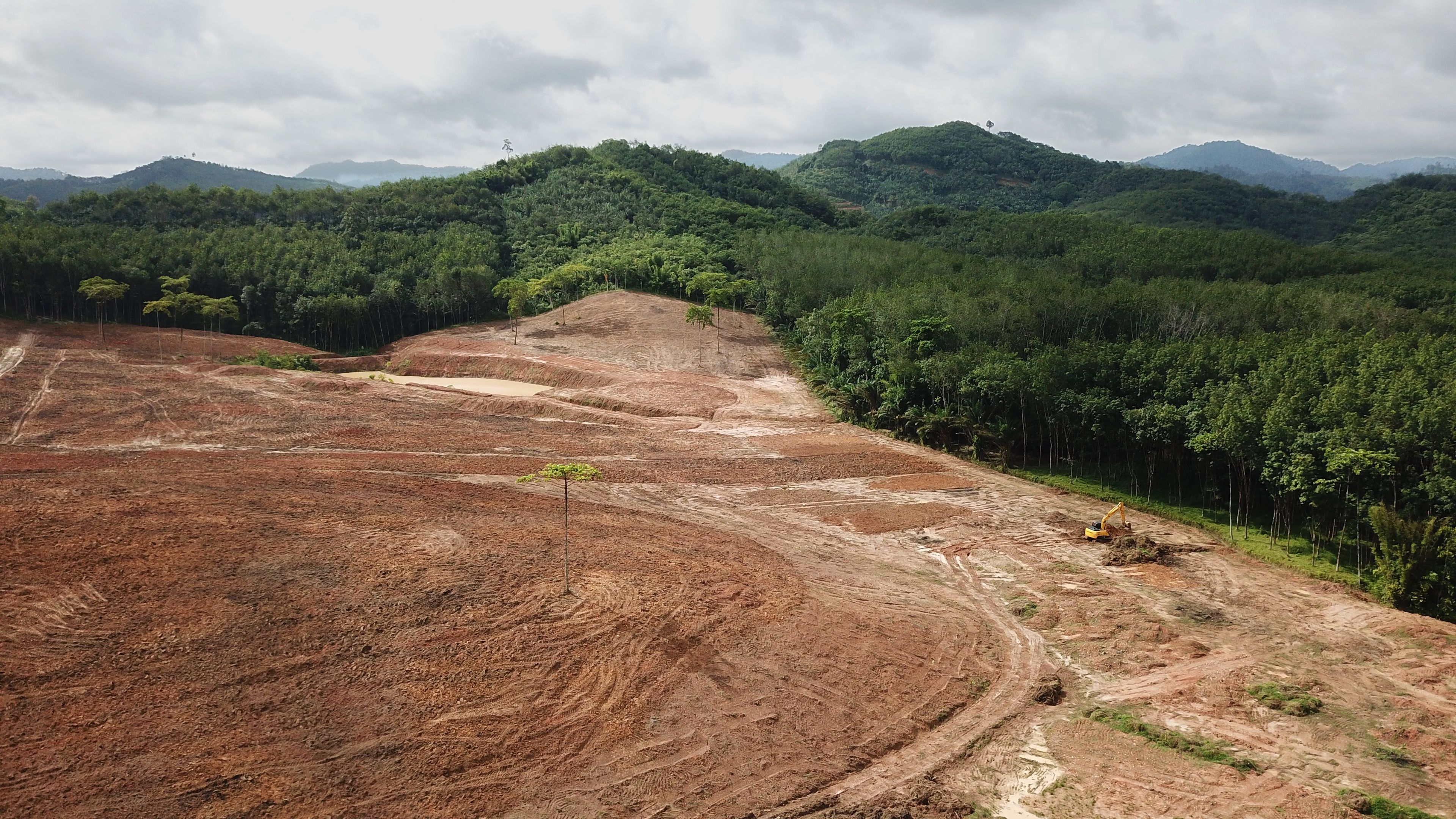 Deforested rainforest