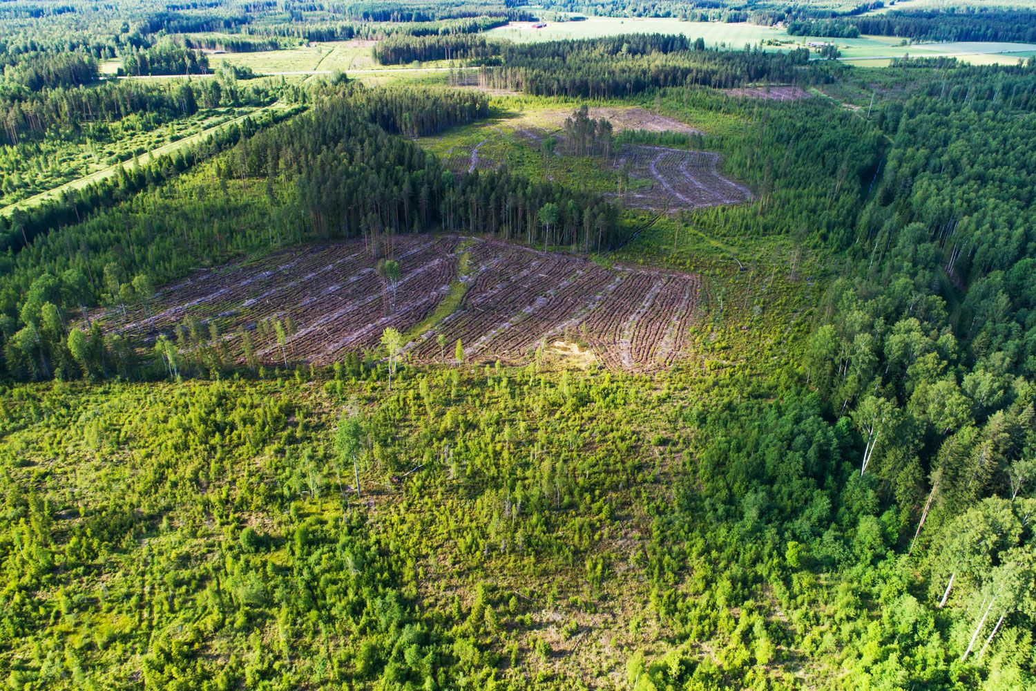 Deforested rainforest